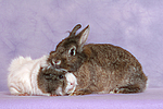 Meerschwein und Zwergkaninchen / guninea pig and dwarf rabbit