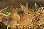 Kaninchen / bunnies