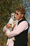 Parson Russell Terrier