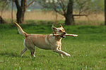 Labrador Retriever