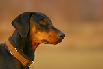 Dobermann / doberman pinscher