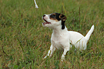 sitzender Parson Russell Terrier Welpe / sitting PRT puppy