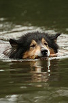 schwimmender Langhaarcollie / swimming longhaired collie