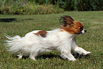 rennender Papillon / running Papillon