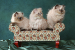 3 Perser Colourpoint Kätzchen / 3 persian colourpoint kitten