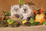 2 Perser Colourpoint Kätzchen / 2 persian colourpoint kitten