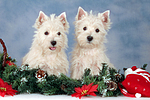 West Highland White Terrier Welpen / West Highland White Terrier Puppies