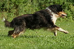 rennender Langhaarcollie / running longhaired collie