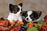 Papillon Welpen / papillon puppies