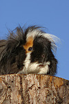 Langhaarmeerschwein / long-haired guninea pig