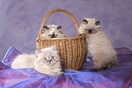 3 Perser Colourpoint Kätzchen / 3 persian colourpoint kitten