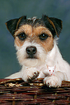 Parson Russell Terrier und Maus / dog and mouse