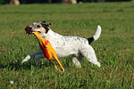 Parson Russell Terrier