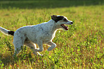 Parson Russell Terrier