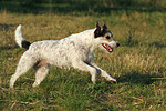 Parson Russell Terrier