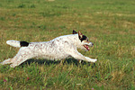 Parson Russell Terrier