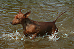 Rehpinscher / miniature pinscher