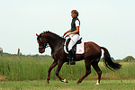 Deutscher Reitpony Hengst / pony stallion