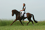 Deutscher Reitpony Hengst / pony stallion