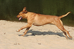 Rhodesian Ridgeback