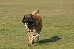 Leonberger