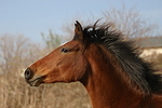 Deutsches Reitpony / pony