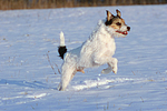 Parson Russell Terrier rennt durch den Schnee / prt running through snow