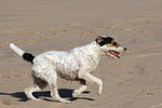 rennender Parson Russell Terrier / running PRT