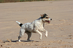 rennender Parson Russell Terrier / running PRT