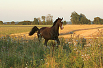 galoppierender Holsteiner / galloping Holsteiner