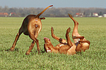 Rhodesian Ridgebacks