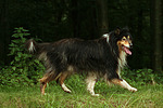 laufender Langhaarcollie / walking longhaired collie