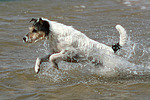 Parson Russell Terrier