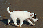 Parson Russell Terrier Welpe / parson russell terrier puppy