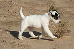 Parson Russell Terrier Welpe / parson russell terrier puppy