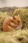 Goldhamster putzt sich / golden hamster is preening itself