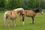 Haflinger und Deutsches Reitpony / haflinger horse and pony