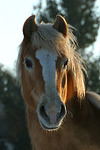 Haflinger / haflinger horse