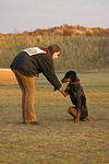 Dobermann / doberman pinscher