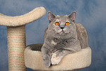 Britisch Kurzhaar / british shorthair