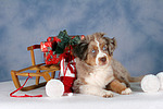 Miniature Australian Shepherd Welpe / miniature australian shepherd puppy