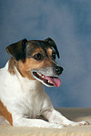 Jack Russell Terrier