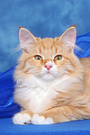 Sibirische Katze / siberian cat