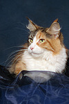 Maine Coon