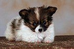 liegender Papillon Welpe / lying papillon puppy