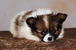 liegender Papillon Welpe / lying papillon puppy