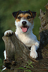 Parson Russell Terrier