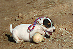 Parson Russell Terrier Welpe / parson russell terrier puppy