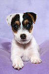 Parson Russell Terrier Welpe / parson russell terrier puppy