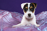 Parson Russell Terrier Welpe / parson russell terrier puppy